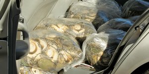 Gansbaai Gevang met R1m se Perlemoen 3